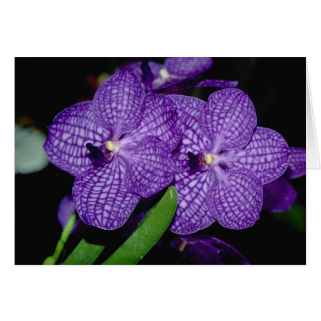 Vanda flowers (Front Horizontal)