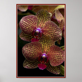Vanda Orchids Poster