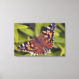 vanessa cardui - Europe, Germany, Bavaria, Canvas Print