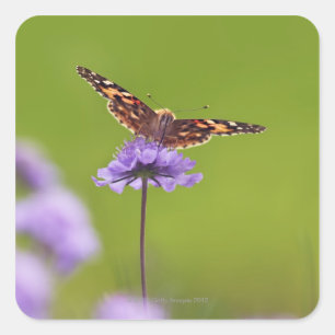 vanessa cardui - Europe, Germany, Bavaria, Square Sticker