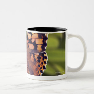 vanessa cardui - Europe, Germany, Bavaria, Two-Tone Coffee Mug