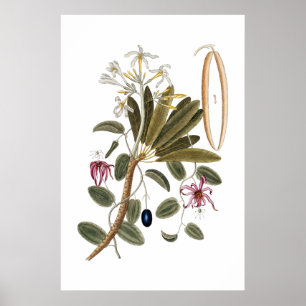 Vanilla botanical poster