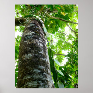Vanilla Orchid Vine Poster