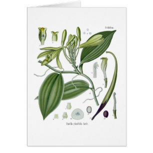 Vanilla planifolia