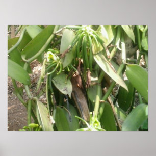 Vanilla Planifolia Orchid Poster