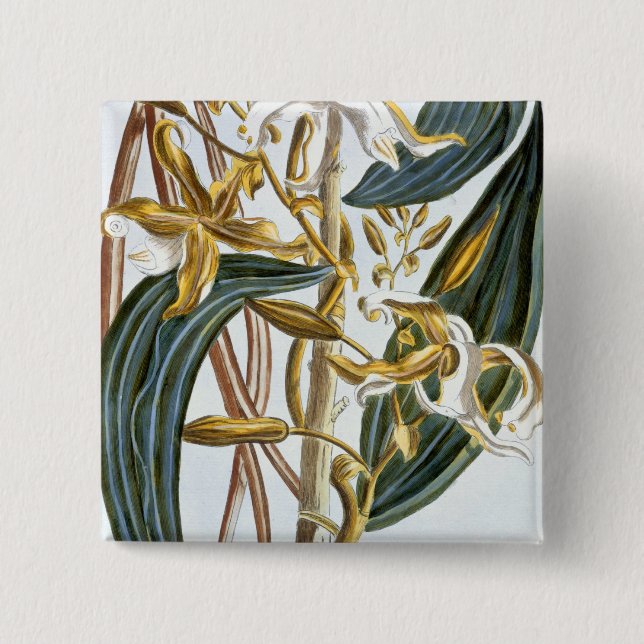 Vanilla pods, plate 65, from 'Collection Precieuse 2 Inch Square Button (Front)