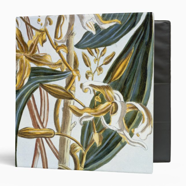 Vanilla pods, plate 65, from 'Collection Precieuse Binder (Front/Inside)