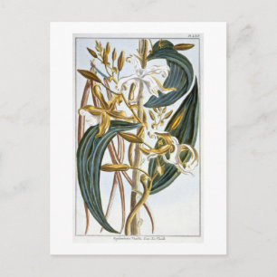 Vanilla pods, plate 65, from 'Collection Precieuse Postcard