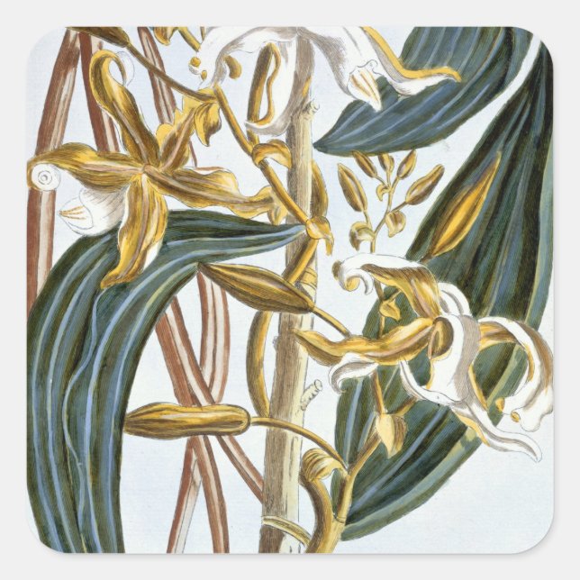 Vanilla pods, plate 65, from 'Collection Precieuse Square Sticker (Front)