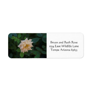 Vanilla rose