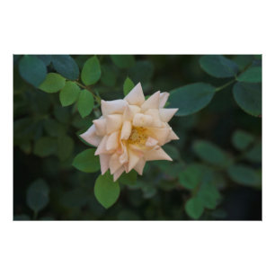Vanilla Rose Photo Print