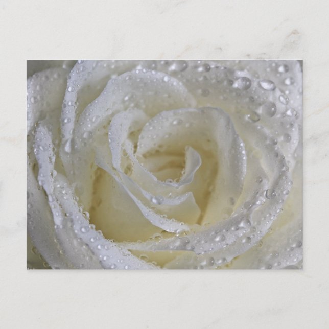 Vanilla Rose Postcard (Front)