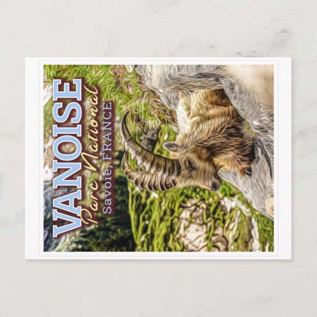 VANOISE NATIONAL PARK - SAVOIE FRANCE - IBEX  POSTCARD (Front)