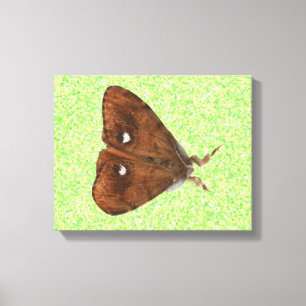 Vapourer Moth Canvas Print