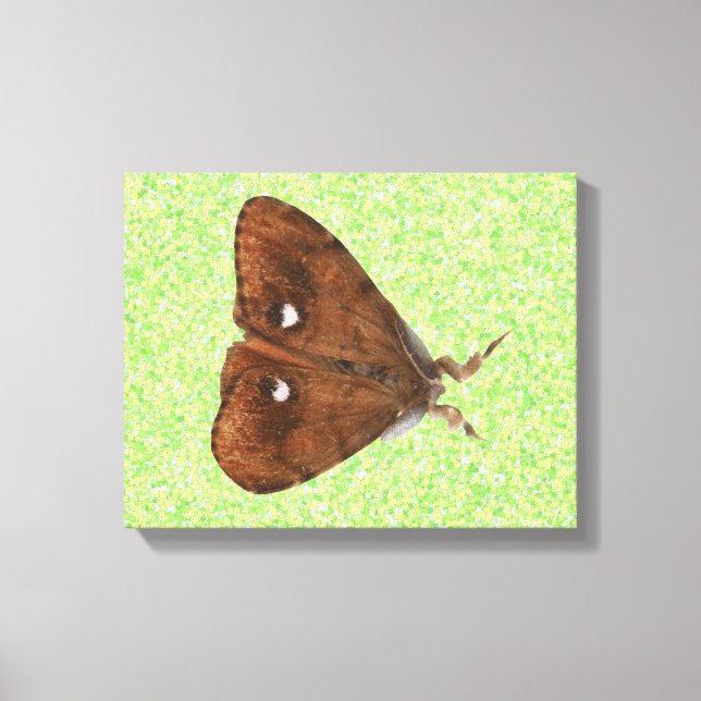 Vapourer Moth Canvas Print (Front)