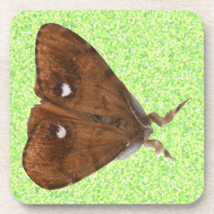 Vapourer Moth Cork Dessous de verre