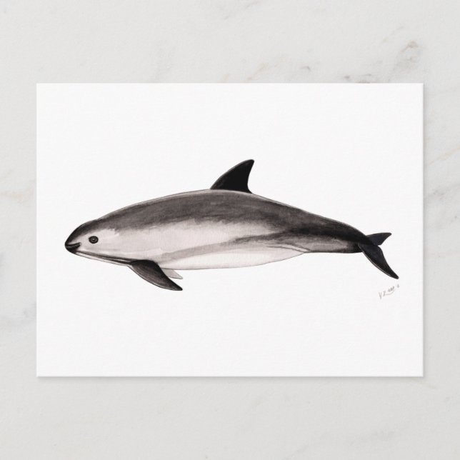Vaquita Postcard (Front)