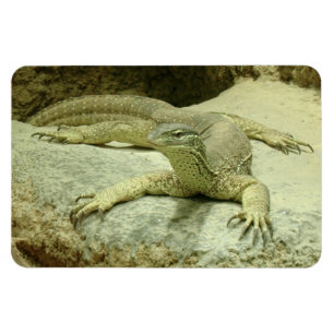 Varanus gouldii magnet