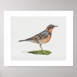 Varied Thrush Art Print