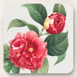 Variegated Camellia, Pierre-Joseph Redouté, 1833 Coaster