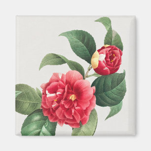 Variegated Camellia, Pierre-Joseph Redouté, 1833 Magnet