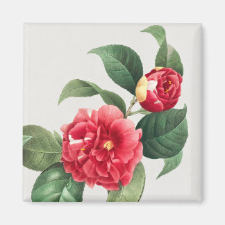 Variegated Camellia, Pierre-Joseph Redouté, 1833 Magnet