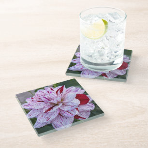 Variegated Dahlia Bloom Floral Glass Coaster