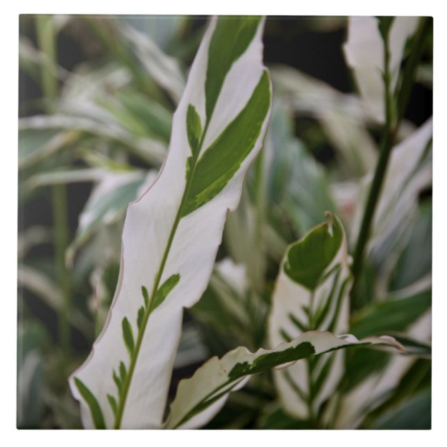 Variegated Ginger Tile (Front)
