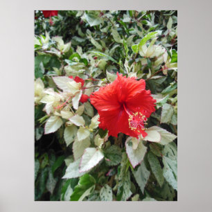 Variegated Hibiscus Poster
