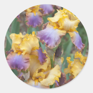 Variegated Iris Classic Round Sticker