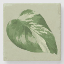 Variegated Monstera Leaf – Real Plant Art