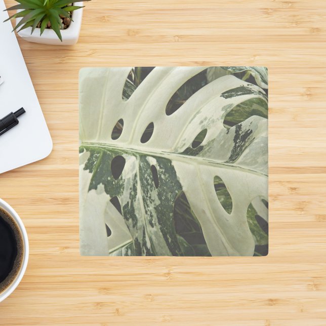 Variegated Monstera Plant Botanical Stone Coaster (In Situ)