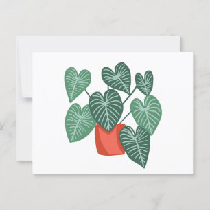 Variegated monstera postcard