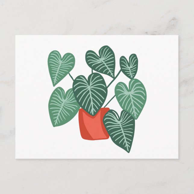 Variegated monstera postcard (Front)