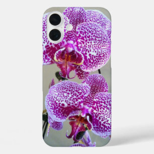Variegated Purple Orchid Close Up Photograph iPhone 16 Plus Case