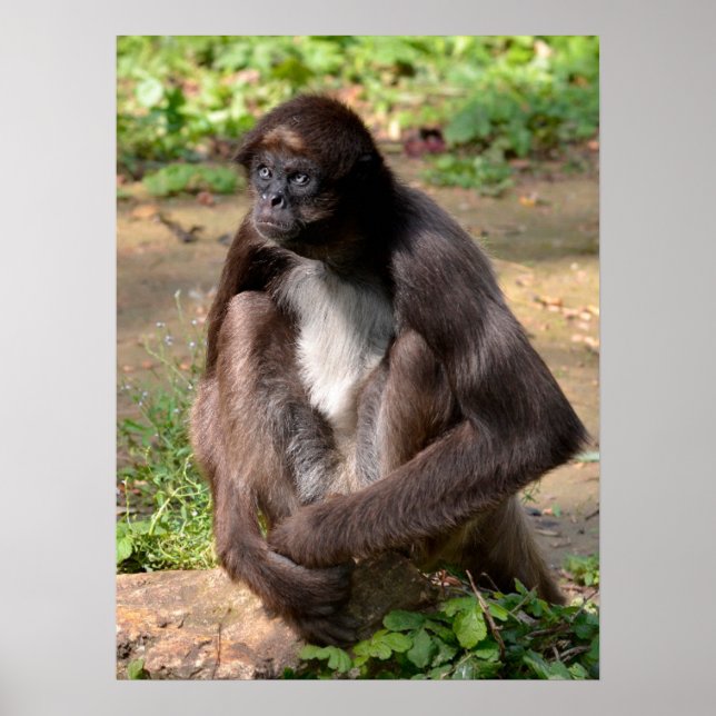 Variegated spider monkey sitting on ground  holida poster (Front)