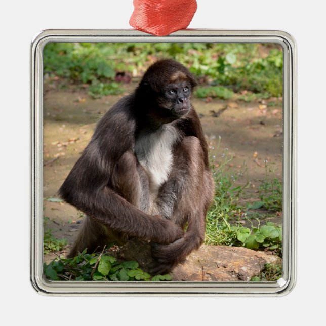 Variegated spider monkey sitting on ground  metal ornament (Front)
