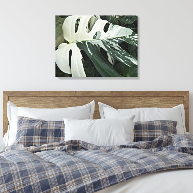 Variegated Swiss Cheese Plant Floral Canvas Print (Insitu(Bedroom))