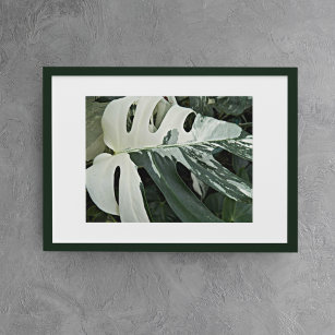 Variegated Swiss Cheese Plant Floral Poster