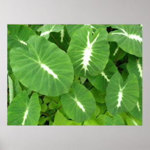 Variegated Taro Poster