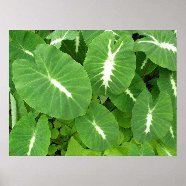Variegated Taro Poster (Front)