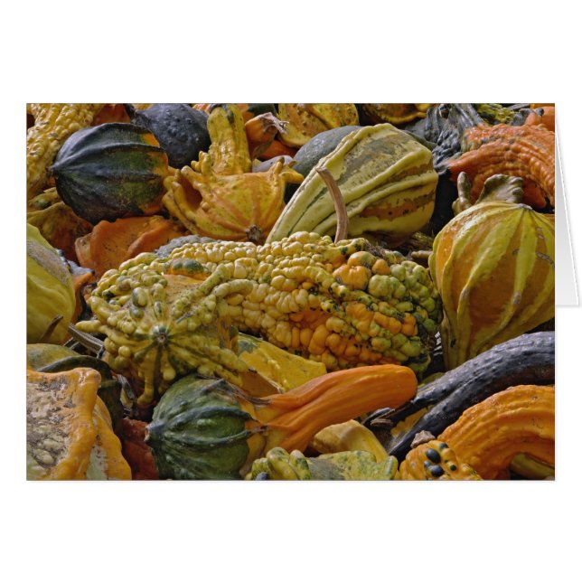 Variété de courge (Devant horizontal)