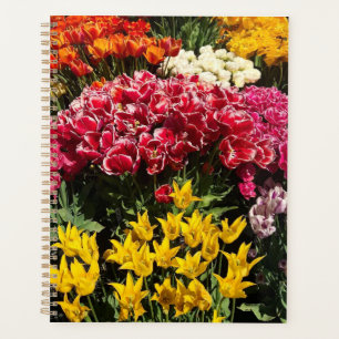 Variété de tulipes