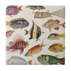 Varieties of Fish Tile