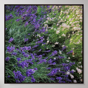 Variety of Lavender Poster