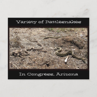 Variety of Rattlesnakes In Congress AZ... Postcard