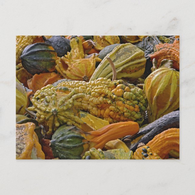 Variety of squash postcard (Front)