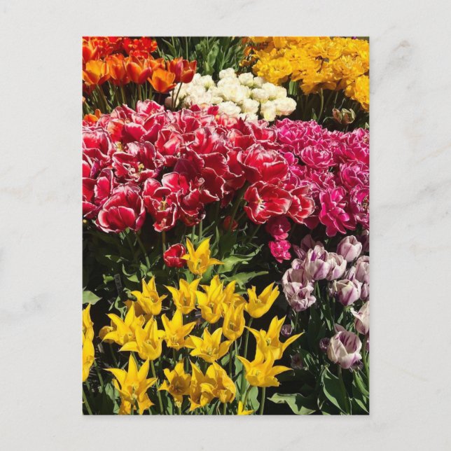 Variety of Tulips Postcard (Front)