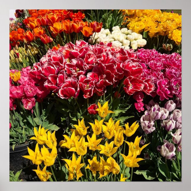Variety of Tulips Poster (Front)