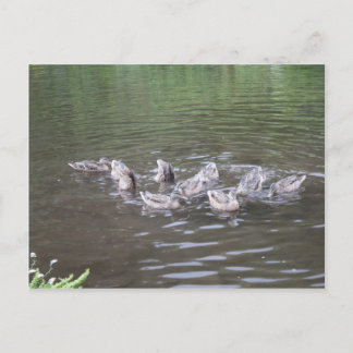 various alaska scenes postcard